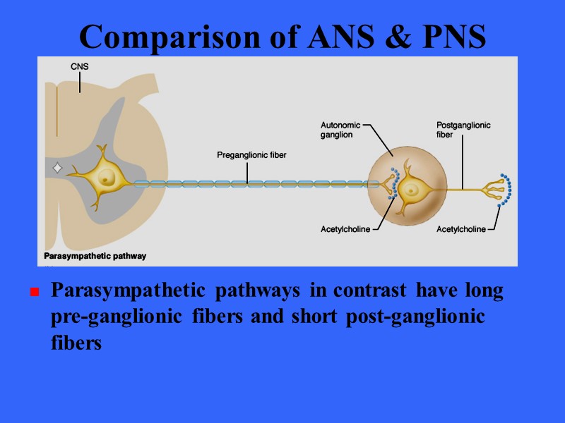 Comparison of ANS & PNS Parasympathetic pathways in contrast have long pre-ganglionic fibers and